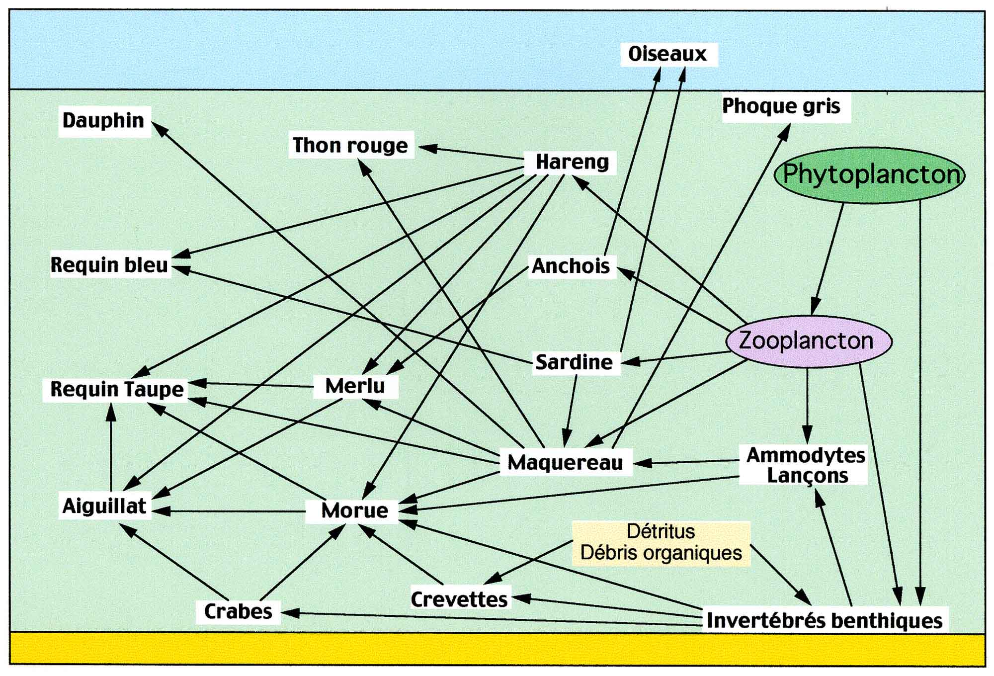 reseau alimentaire