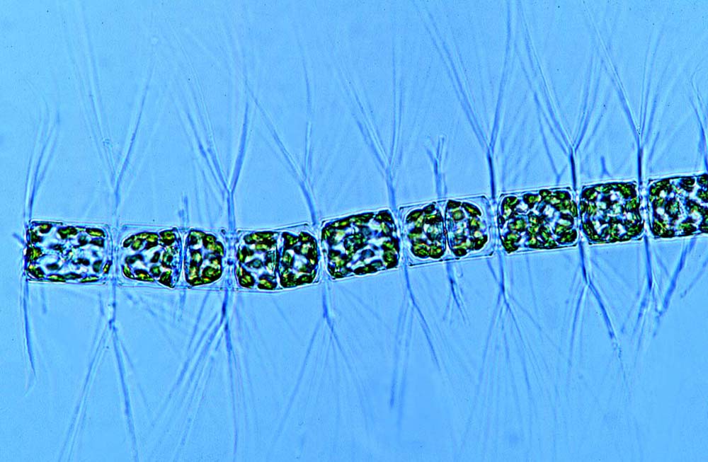 Bacteriastrum delicatulum