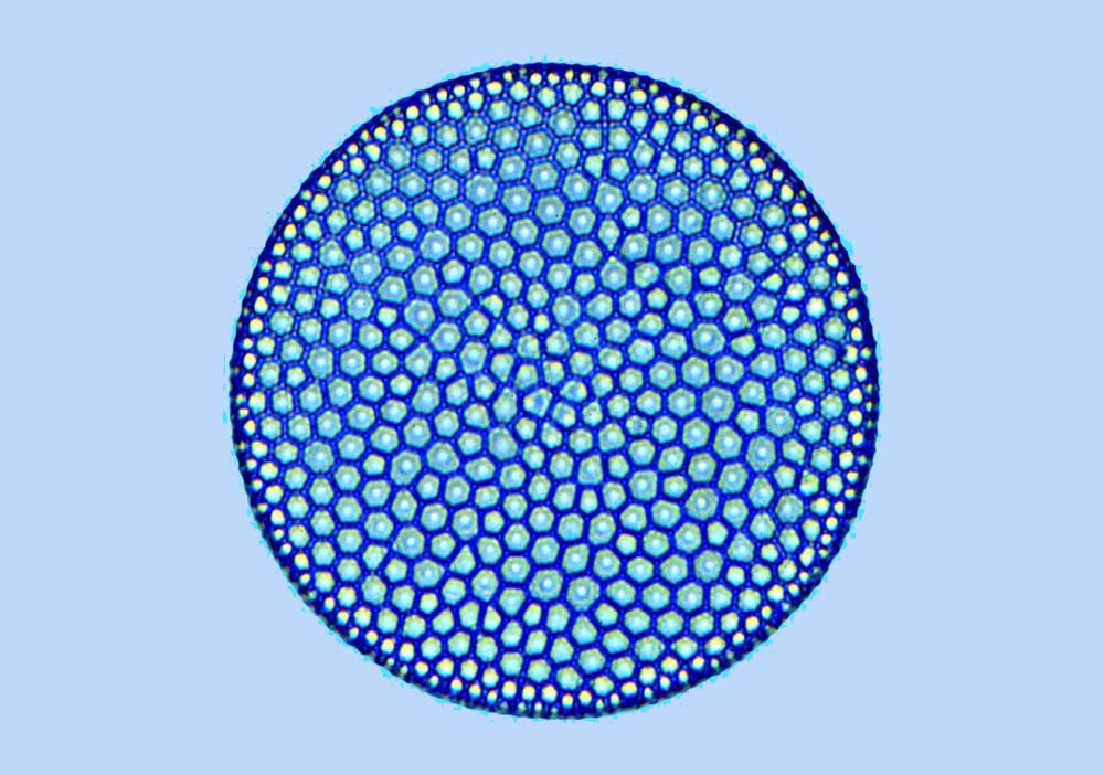 Plancton Coscinodiscus marginatus