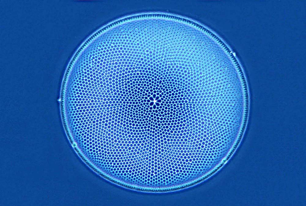 Plancton Coscinodiscus oculus-iridis