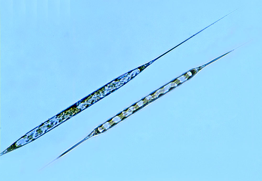 Plancton Rhizosolenia