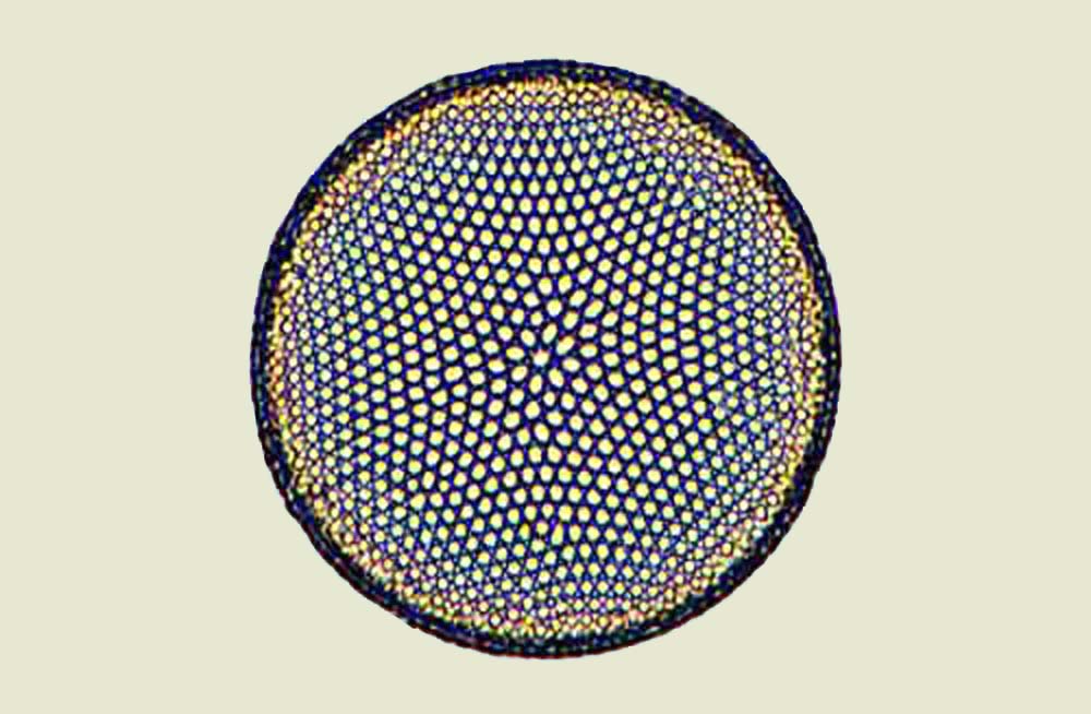 Plancton Thalassiosira eccentrica