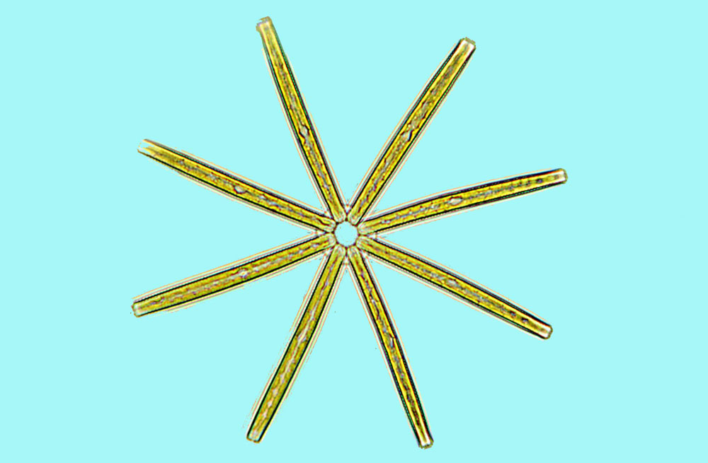 Thalassionema nitzschioides