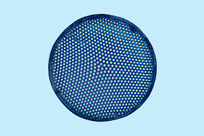 Plancton Thalassiosira eccentrica